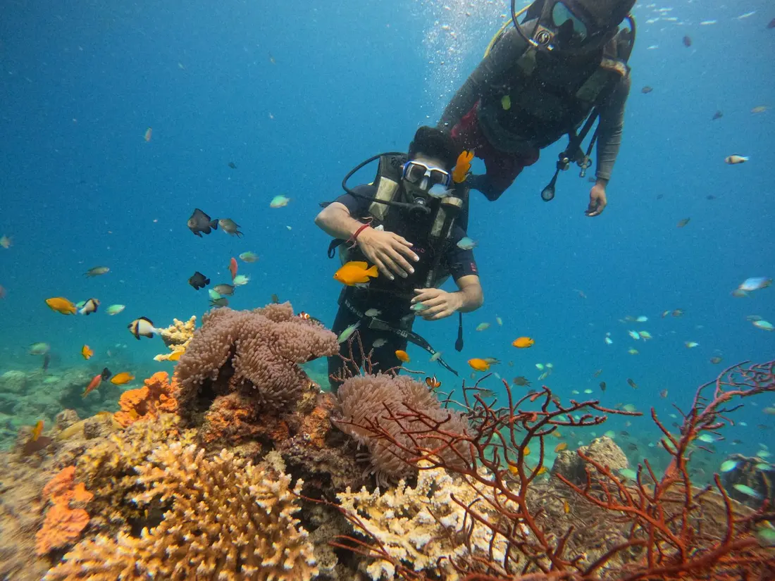 Boat Dive, Havelock