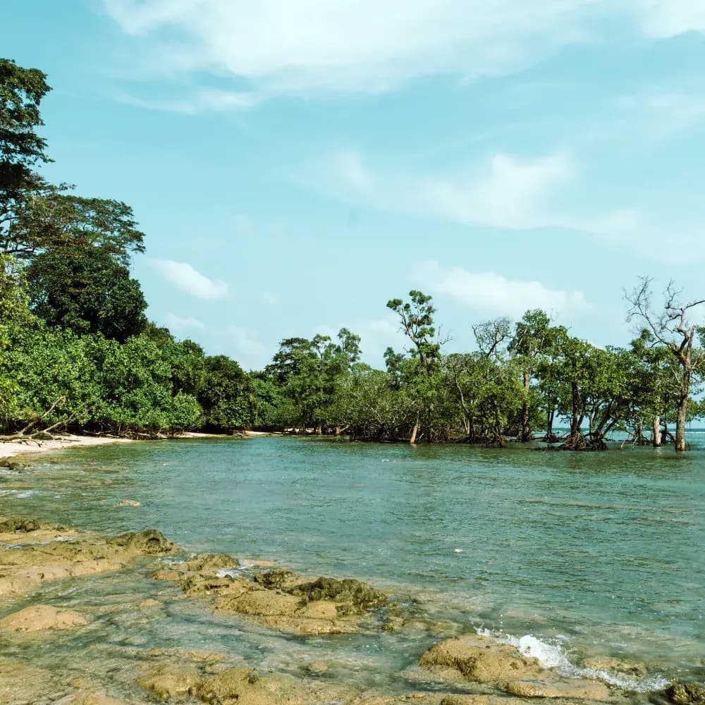 Mangrove Walk, Havelock